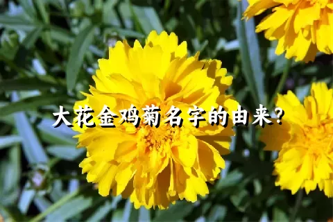 大花金鸡菊名字的由来？