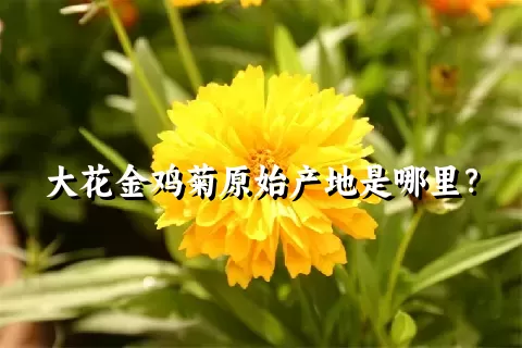 大花金鸡菊原始产地是哪里？