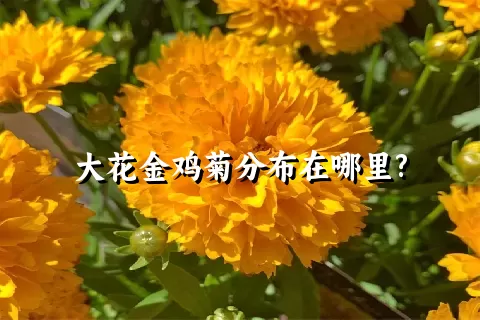 大花金鸡菊分布在哪里?