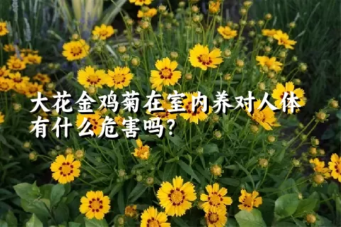 大花金鸡菊在室内养对人体有什么危害吗？