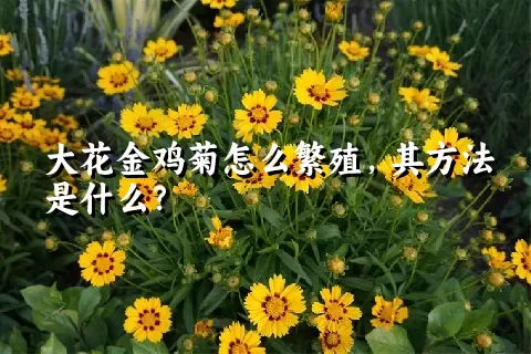 大花金鸡菊怎么繁殖，其方法是什么？