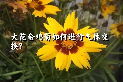 大花金鸡菊如何进行气体交换？