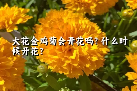 大花金鸡菊会开花吗？什么时候开花？