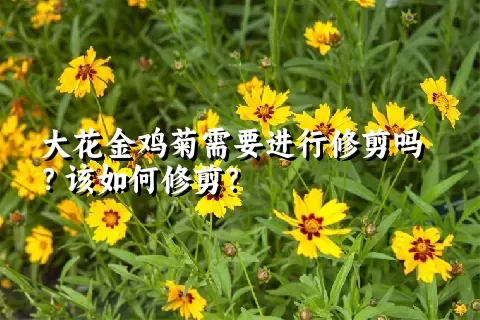 大花金鸡菊需要进行修剪吗？该如何修剪？