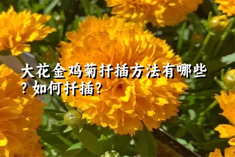 大花金鸡菊扦插方法有哪些？如何扦插？