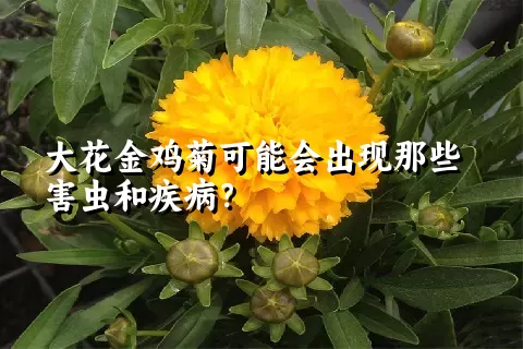 大花金鸡菊可能会出现那些害虫和疾病？