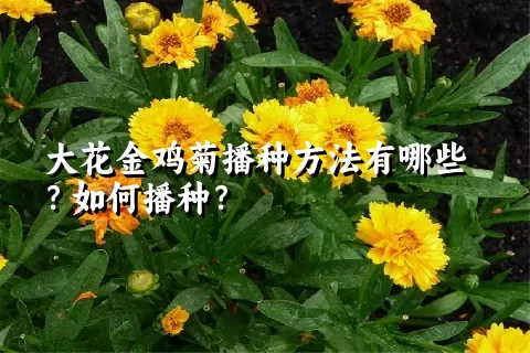 大花金鸡菊播种方法有哪些？如何播种？