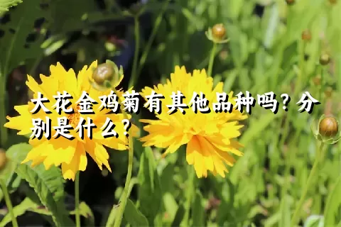 大花金鸡菊有其他品种吗？分别是什么？