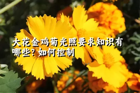 大花金鸡菊光照要求知识有哪些？如何控制