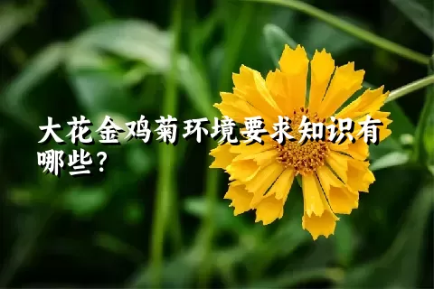 大花金鸡菊环境要求知识有哪些？