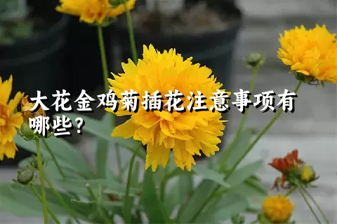 大花金鸡菊插花注意事项有哪些？