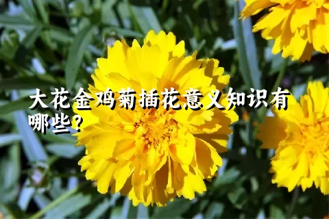 大花金鸡菊插花意义知识有哪些？