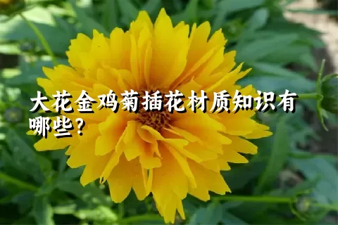 大花金鸡菊插花材质知识有哪些？