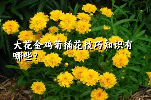 大花金鸡菊插花技巧知识有哪些？