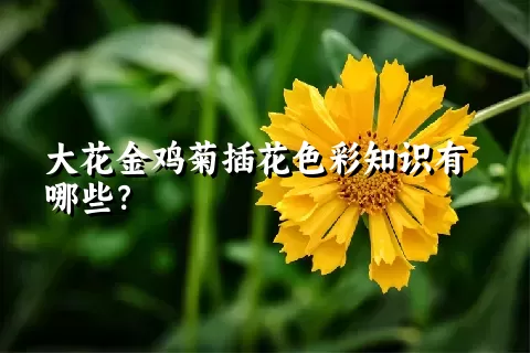 大花金鸡菊插花色彩知识有哪些？