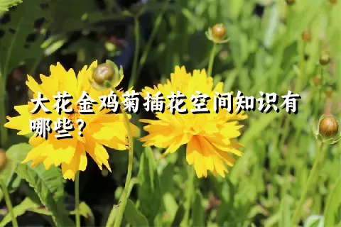 大花金鸡菊插花空间知识有哪些？