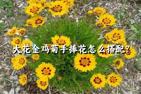 大花金鸡菊手捧花怎么搭配？