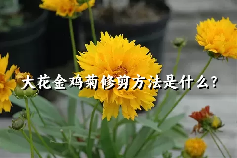 大花金鸡菊修剪方法是什么？