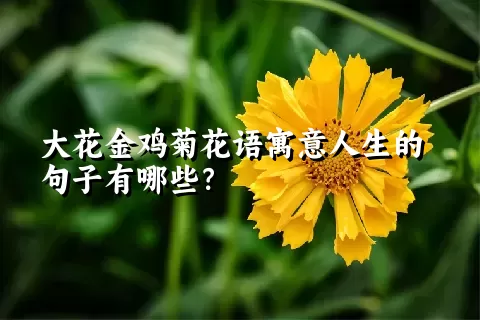 大花金鸡菊花语寓意人生的句子有哪些？