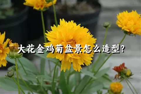 大花金鸡菊盆景怎么造型？