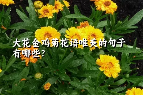 大花金鸡菊花语唯美的句子有哪些？