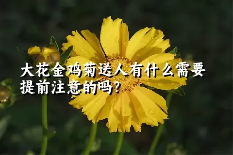 大花金鸡菊送人有什么需要提前注意的吗？