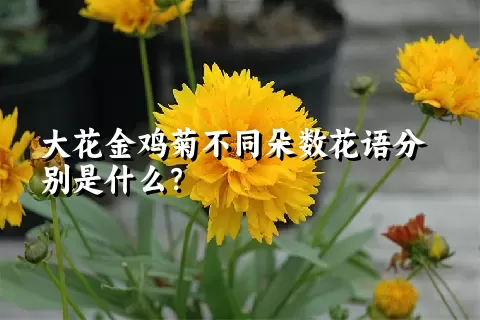 大花金鸡菊不同朵数花语分别是什么？