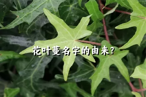 花叶蔓名字的由来？