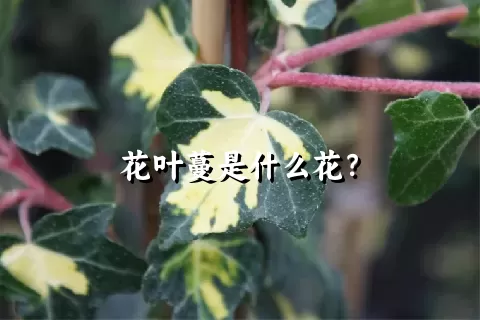 花叶蔓是什么花？