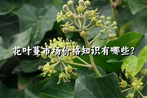 花叶蔓市场价格知识有哪些？