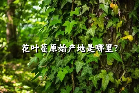 花叶蔓原始产地是哪里？