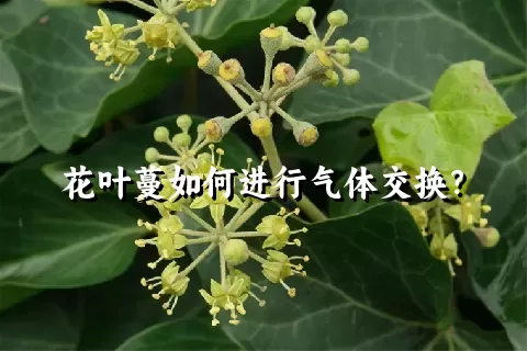 花叶蔓如何进行气体交换？