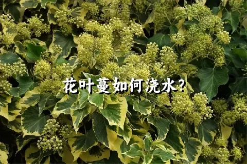 花叶蔓如何浇水？