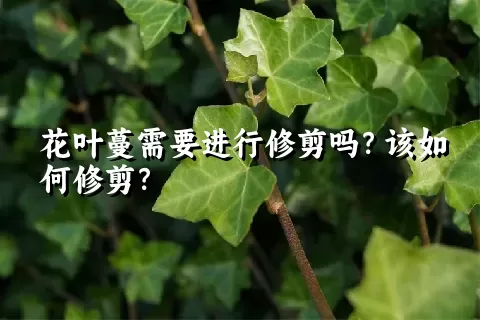 花叶蔓需要进行修剪吗？该如何修剪？