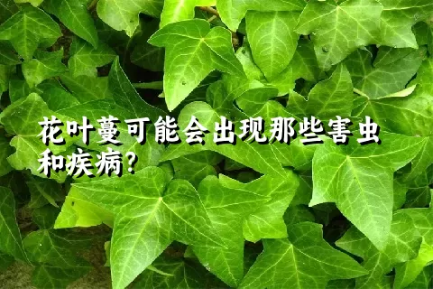 花叶蔓可能会出现那些害虫和疾病？