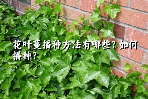 花叶蔓播种方法有哪些？如何播种？