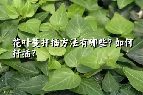 花叶蔓扦插方法有哪些？如何扦插？