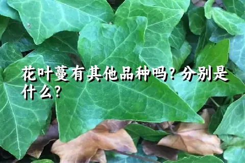 花叶蔓有其他品种吗？分别是什么？