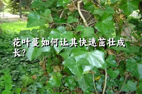 花叶蔓如何让其快速茁壮成长？