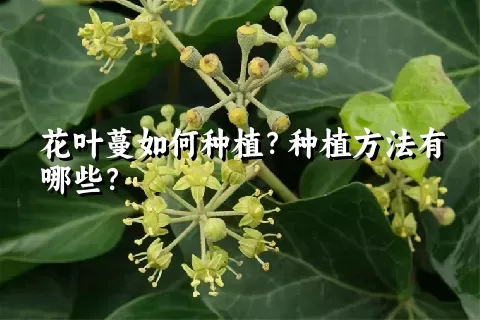 花叶蔓如何种植？种植方法有哪些？