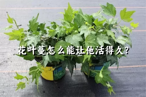 花叶蔓怎么能让他活得久？