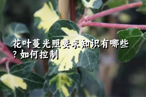 花叶蔓光照要求知识有哪些？如何控制