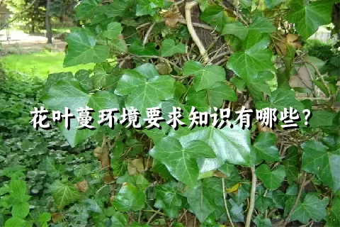 花叶蔓环境要求知识有哪些？