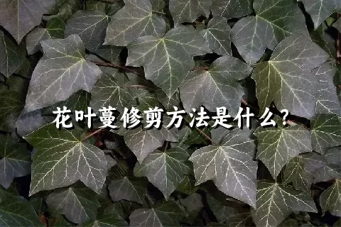 花叶蔓修剪方法是什么？