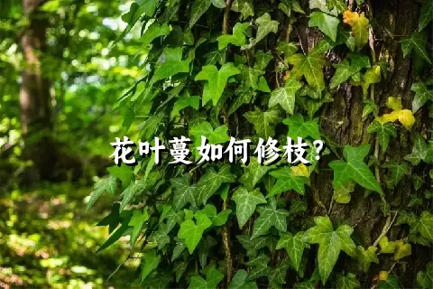 花叶蔓如何修枝？