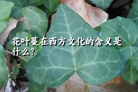 花叶蔓在西方文化的含义是什么？