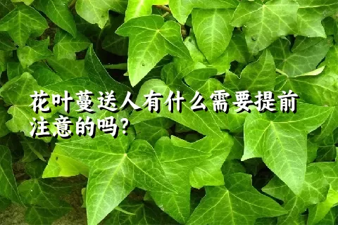 花叶蔓送人有什么需要提前注意的吗？