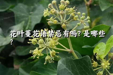 花叶蔓花语禁忌有吗？是哪些？