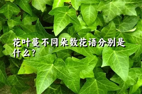 花叶蔓不同朵数花语分别是什么？