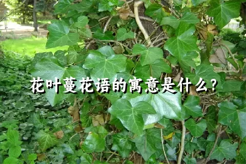 花叶蔓花语的寓意是什么？